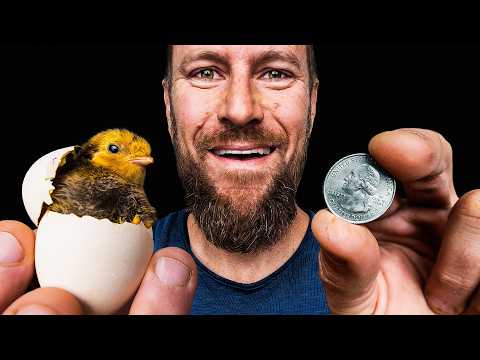 We Hatched the Smallest Chicks in the World