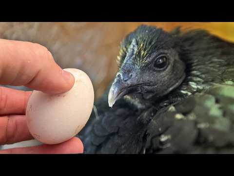 We Gave Peacock Eggs to our Broody Hen