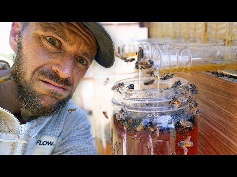 The BEES SWARMED our Flow Hive Honey Harvest