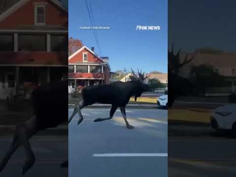 MOOSE ON THE LOOSE: Police were spotted chasing the wild animal through  town #shorts #new #viral