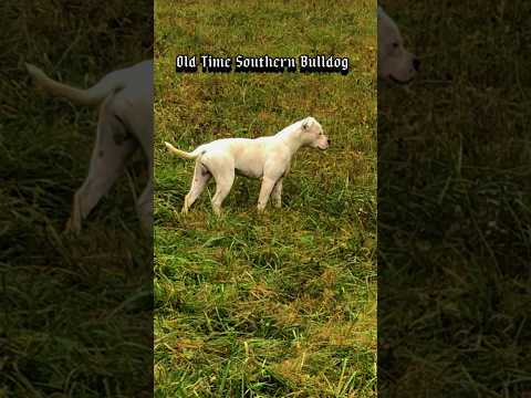 Taylor’s Mercy on the hill #god #jesuschrist #bulldog #americanbulldog #staffordshirebullterrier