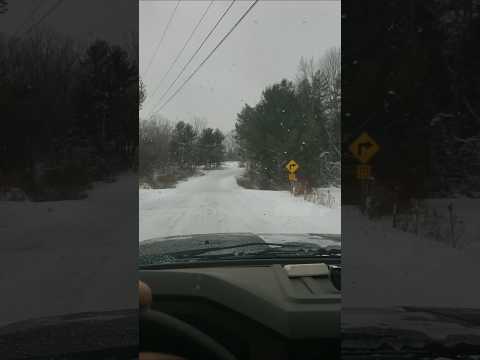 Cold and blustery day up here on the hill. Picked up some groceries and supplies today. #maga