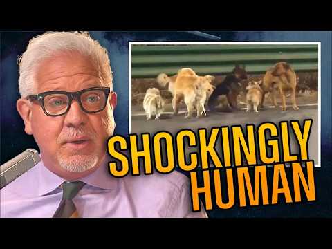 7 Stolen Dogs Escape and Travel Home… But the Story Goes MUCH Deeper