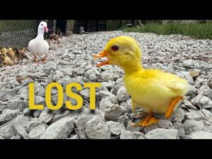 This Mandarin Duckling Just Hatched and Can't Find His Mama