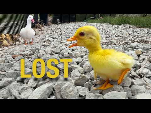 This Mandarin Duckling Just Hatched and Can't Find His Mama