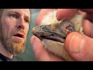 Will This BLIND EMU Live A Normal Life?