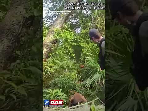 K-9 named Boomer who found a missing 96-year-old in a wooded area a few hundred yards from his home