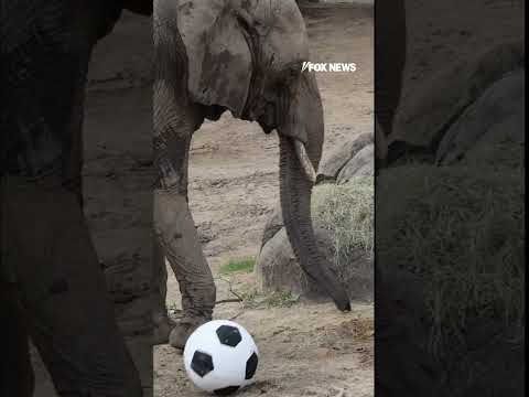 WATCH: The beautiful game is for animals too #shorts #foxnews #News #fox