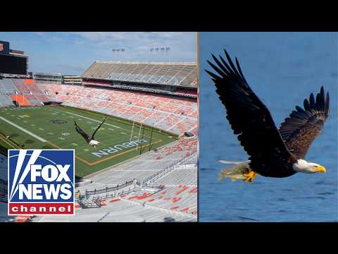 Bald eagle comeback is one of America’s ‘GREATEST’ conservation success stories: Dr Robyn Miller