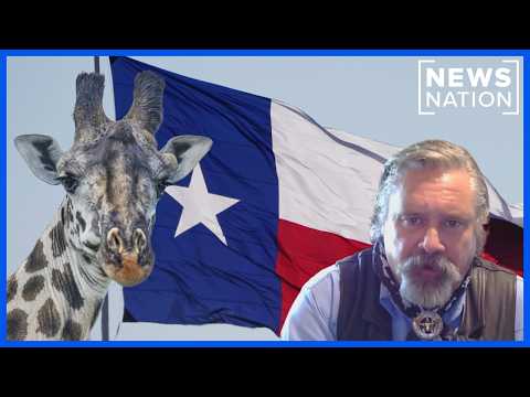 Missing Texas giraffe found: Sheriff gives major update | The Hill