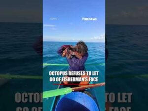 Octopus REFUSES to let go of fisherman’s face #shorts #foxnews #News #fox