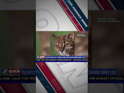 New Cat Species Discovered in Bolivia for First Time in 100 Years I OAN News I
