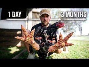 The Rarest Chickens In The World are 3 Months Old
