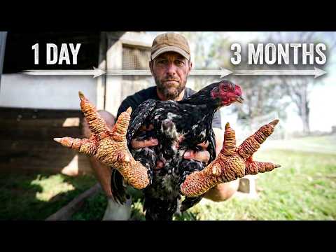 The Rarest Chickens In The World are 3 Months Old