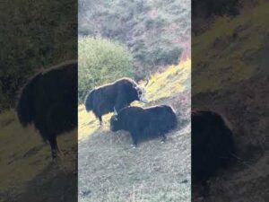 huge yaks fight and fall down from the hill…@ Nomad # high mountains # yaks# forest# river# snow..